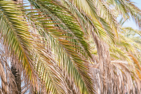 Palm tree leaves. Close up photo