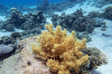 Naklejka na ściany i meble Colorful, picturesque coral reef at bottom of tropical sea, yellow broccoli coral, underwater landscape