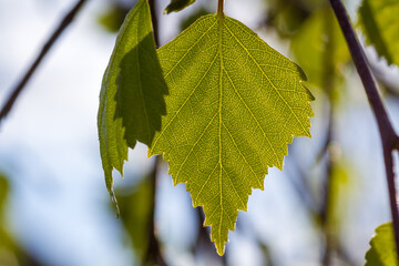 A fresh spring leaf backlit by the morning sun