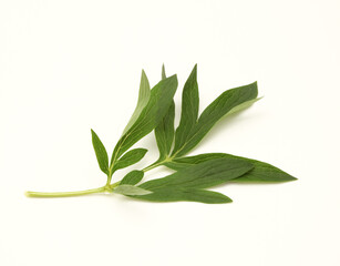 Green pion flower leaf on beige background.