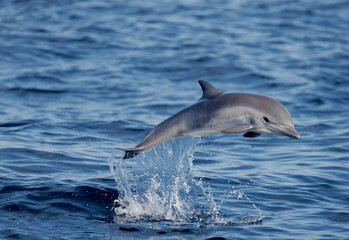 Naklejka premium dolphin jumping out of water