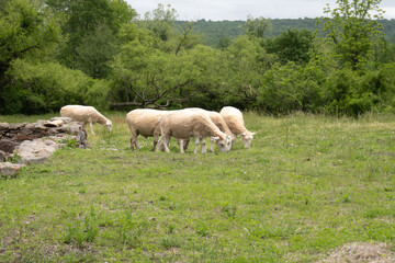Obraz na płótnie Canvas Flock of Merino sheep at Hopewell Furnace National Historic Site. The Merino breed is the royalty of wool sheep. no wool can be spun as fine and light. One grazing ram in a flock of white sheep. 