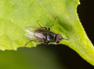 A fly with transparent wings sits on a green leaf