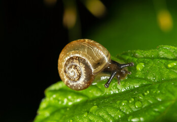 A snail with protruding horns crawls along a green leaf