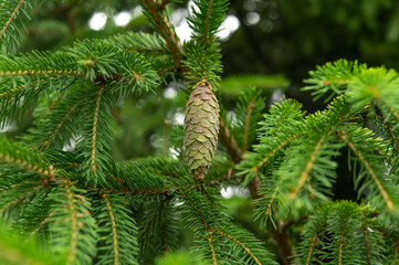 A large brown-green spruce cone hanging on a branch