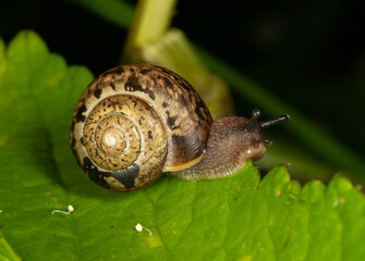 A snail with protruding horns crawls along a green leaf