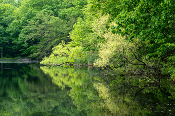 Fototapeta na wymiar Weir Preserve and Weir Pond reflecting spring leaves. Pond was formed by Julian Alden Weir, American impressionist. 