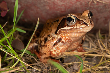 A brown frog with big black eyes