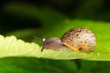 A snail with protruding horns crawls along a green leaf
