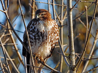 red tailed hawk on a branch