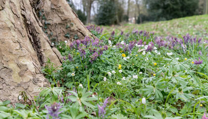 Spring flowers in the park under an old tree
