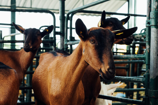 Domestic goat in ranch pen