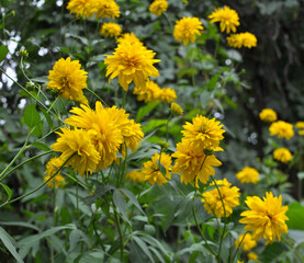 Rudbeckia laciniata blooms in the garden