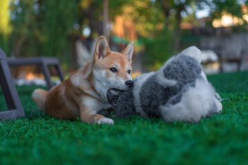 cachorro perro japones shiba inu jugando con un perro de peluche