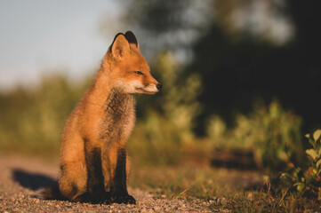 Fuchswelpen im Sonnenuntergang