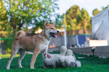 cachorro perro japones shiba inu jugando con un perro de peluche