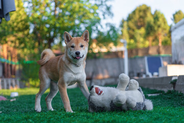 cachorro perro japones shiba inu jugando con un perro de peluche