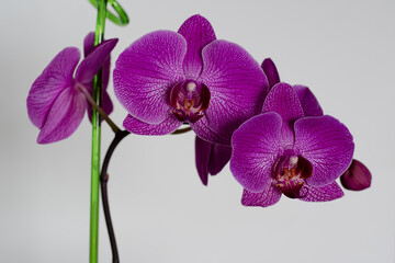 Large, purple orchid flowers, on a peduncle, on a light background. Large flowers, on an orchid peduncle, on a light background.