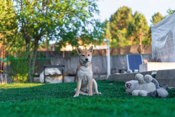 cachorro perro japones shiba inu jugando con un perro de peluche