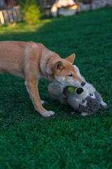cachorro perro japones shiba inu jugando con un perro de peluche