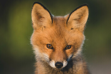 Obraz premium Fuchswelpen im Sonnenuntergang