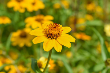 yellow flower blooming in a garden