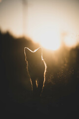 Fuchswelpen im Sonnenuntergang