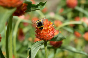 bumblebee sitting on an orange flower