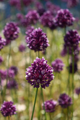 field of purple blossoms