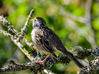 yellow finch on a branch