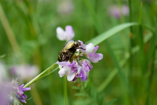 golden shining flower chafer sittig on a purple orchid