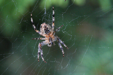 European garden spider (Araneus diadematus) lurks in the spiders web, Bavaria, Germany