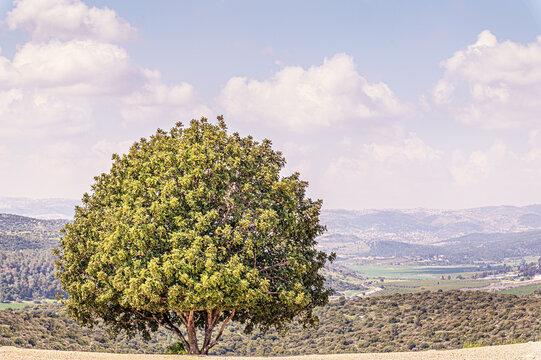 mountain landscape of a lonely tree on a cloudy morning