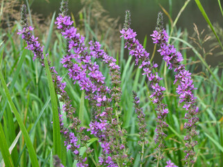 Lythrum salicaria grows on the riverbank and in wet places