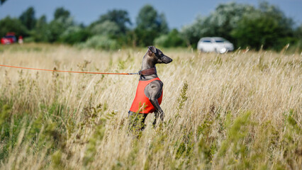 Naklejka na ściany i meble Coursing. Small Dog Italian Greyhound pursues bait in the field.