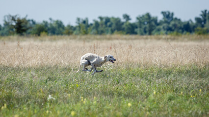 Whippet dog running. Coursing training. The whippet dog pursues the bait