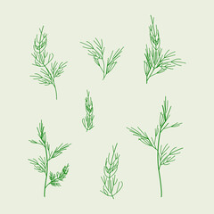 Dill. Different variations of dill sprigs for your designs. Healthy food. Greens for health. Decoration for dishes. Dill flat design vector illustration on green background