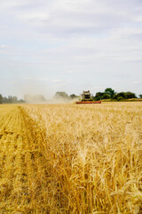 Fototapeta premium Mähdrescher drischt auf einem Feld Sommergerste