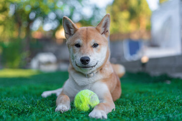 cachorro perro japones shiba inu jugando con una pelota de tenis en el jardin
