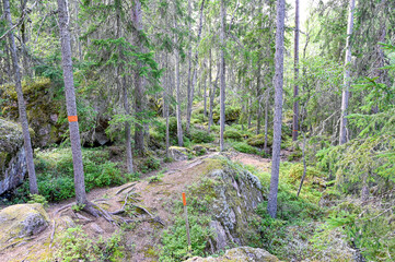 forest trail with orange markings on tree trunks