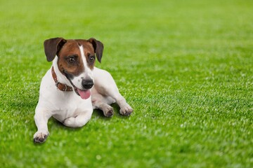 Animal outdoor, A little dog sitting on the Street.