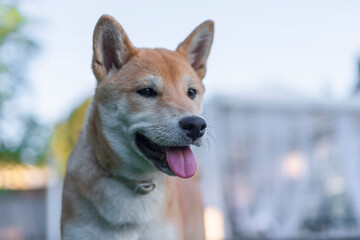 cachorro shiba inu mirando a la camara con cara felicidad en el jardin