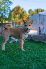 cachorro shiba inu mirando a la camara con cara felicidad en el jardin