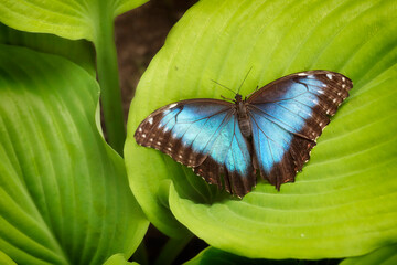 Morpho peleides, the Peleides blue morpho, common morpho or the emperor is an iridescent tropical butterfly found in Mexico - macro details - 520885331