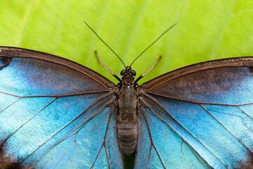 Morpho peleides, the Peleides blue morpho, common morpho or the emperor is an iridescent tropical butterfly found in Mexico - macro details - 520885333