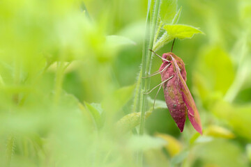 Deilephila elpenor, the elephant hawk moth or large elephant hawk moth - perfect macro details
