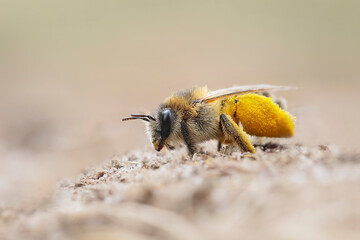 Mining bee - Andrena flavipes bee full of pollen, is a species of solitary bee  - macro details - 520885385