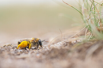 Mining bee - Andrena flavipes bee full of pollen, is a species of solitary bee  - macro details - 520885386