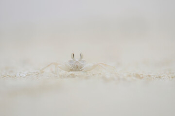 Horned ghost crab on the Maldives beach - macro details