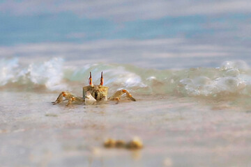 Horned ghost crab on the Maldives beach - macro details - 520885394